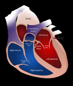 heart, valve, circulatory
